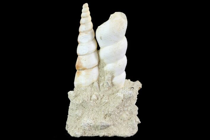 Fossil Gastropod (Haustator) Cluster - Damery, France #74506